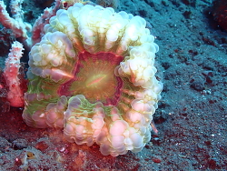 Cynarina lacrymalis thumbnail