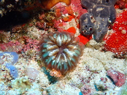 Cynarina lacrymalis thumbnail