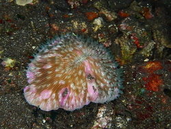 Lobactis scutaria;Bali 80852, Indonesië 2024