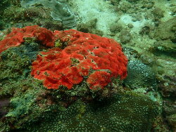 Lobophyllia rowleyensis, Thailand 2020