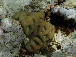 Favites vasta,Al Bahr al Ahmar, EG 2023
