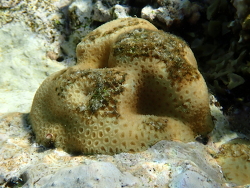 Goniastrea stelligera thumbnail