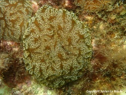 Distaplia bermudensis thumbnail