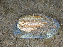 Oliva sericea thumbnail