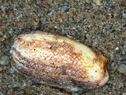 Oliva sericea thumbnail