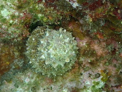 Bolma rugosa thumbnail