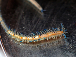 Myrianida pachycera thumbnail