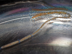 Myrianida pachycera thumbnail