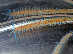 Myrianida pachycera thumbnail