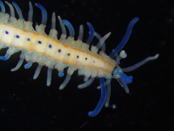 Myrianida pachycera,Mission Bay, San Diego, CA, USA 2026
