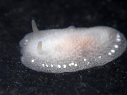 Conualevia alba thumbnail