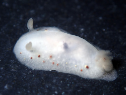 Cadlina sparsa thumbnail