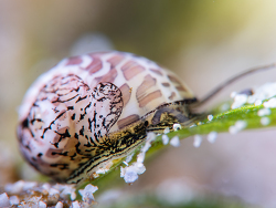 Naticarius concinnus thumbnail