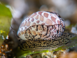 Elegant Moon Snail,Naticarius concinnus, Nosy Be UW, Madagascar, April-May 2026