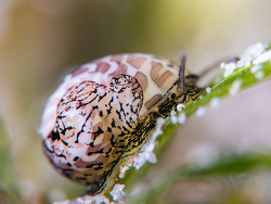 Naticarius concinnus thumbnail