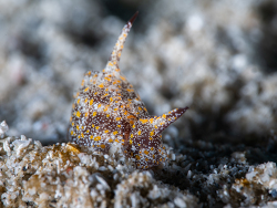 Gastropteron bicornutum thumbnail