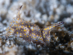 Gastropteron bicornutum thumbnail