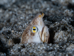 Suculentophichthus nasus thumbnail