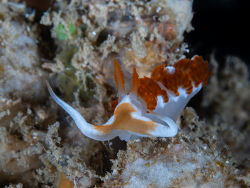Moridilla brockii thumbnail