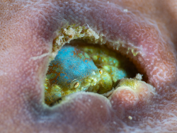 Pseudocryptochirus viridis thumbnail