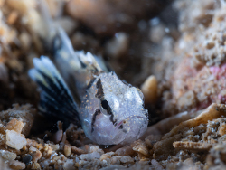 Apistus carinatus thumbnail
