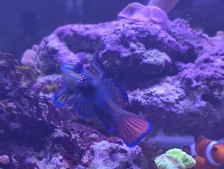 Synchiropus Splendidus 