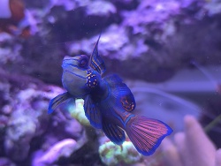 Synchiropus Splendidus 