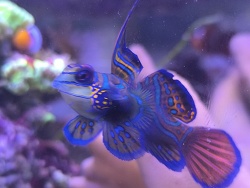 Synchiropus Splendidus 