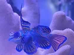 Synchiropus Splendidus 