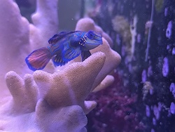 Synchiropus Splendidus 