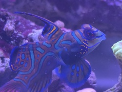 Synchiropus Splendidus 