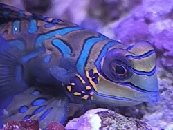 Synchiropus Splendidus 