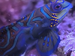 Synchiropus Splendidus 
