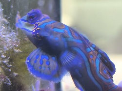 Synchiropus Splendidus 