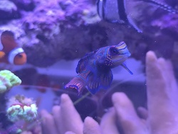 Synchiropus Splendidus 