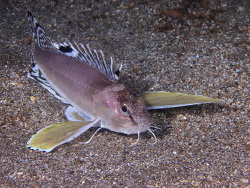 Apistus carinatus,Longdong, Gongliao District, Taipeh 2021