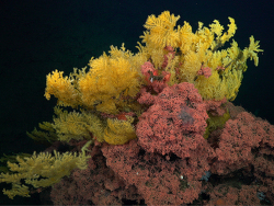 Foto: Foto: Las Gemelas II, Isla del Coco, Costa Rica, Mittelamerika, Ost-Pazifik