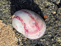Nerita polita thumbnail