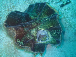 Hippopus porcellanus thumbnail