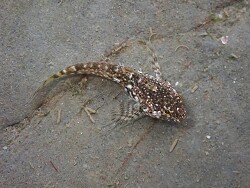 Clinocottus analis thumbnail