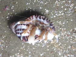 Pagurus hirsutiusculus in unicorn shell (Pillar Point) 2026