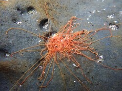 Cirriformia capensis (spaghetti worm) tentacles 2 (Pillar Point) 2026