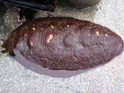 Cryptochiton stelleri (Pillar Point) 2026