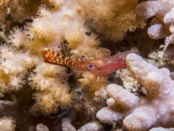 PN0A5808_Leander plumosus _Tanzania 2026