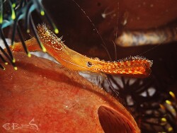 Leander plumosus, Donald Duck Shrimp,Romblon Philippines 2018