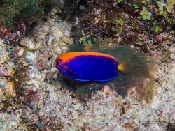 PN0A6226_Centropyge acanthops, Tanzania 2026