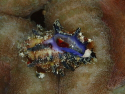 Morula spinosa thumbnail
