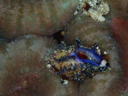 Morula spinosa thumbnail
