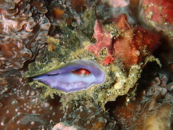 Morula spinosa thumbnail