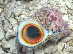 Turbo chrysostomus thumbnail